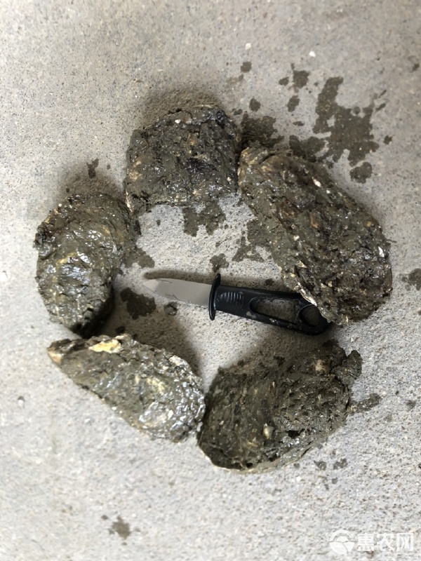 广东汫洲珍珠蚝 鲜活优质，一口烧烤蚝的极致诱惑